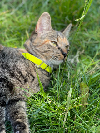 Insulin injection for cats Blog